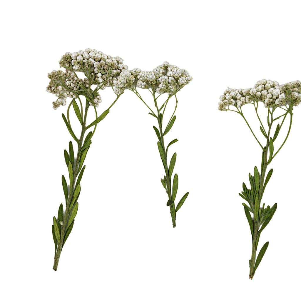 Pressed Rice Flower arranged on a white background
