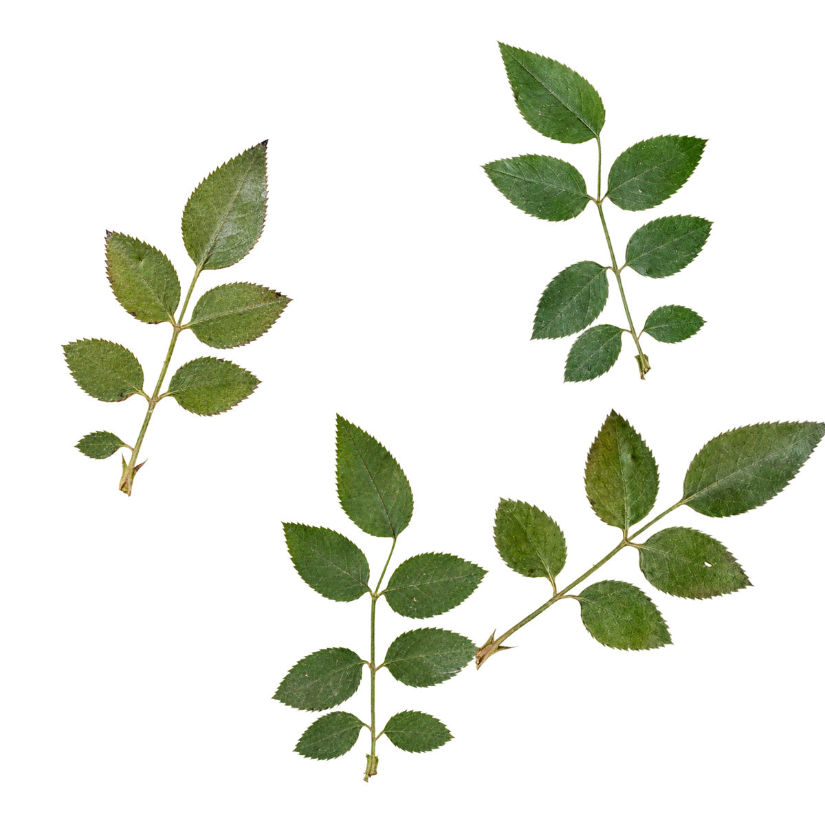 Pressed Rose Leaves arranged on a white background