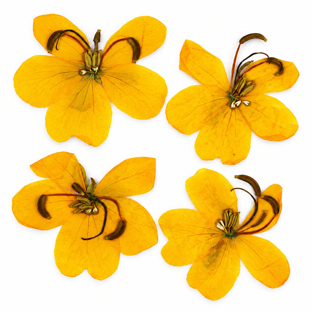 Pressed Flower Senna arranged on a white background