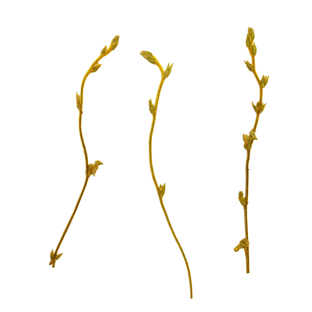 Pressed Swallowwort Sprigs arranged on a white background
