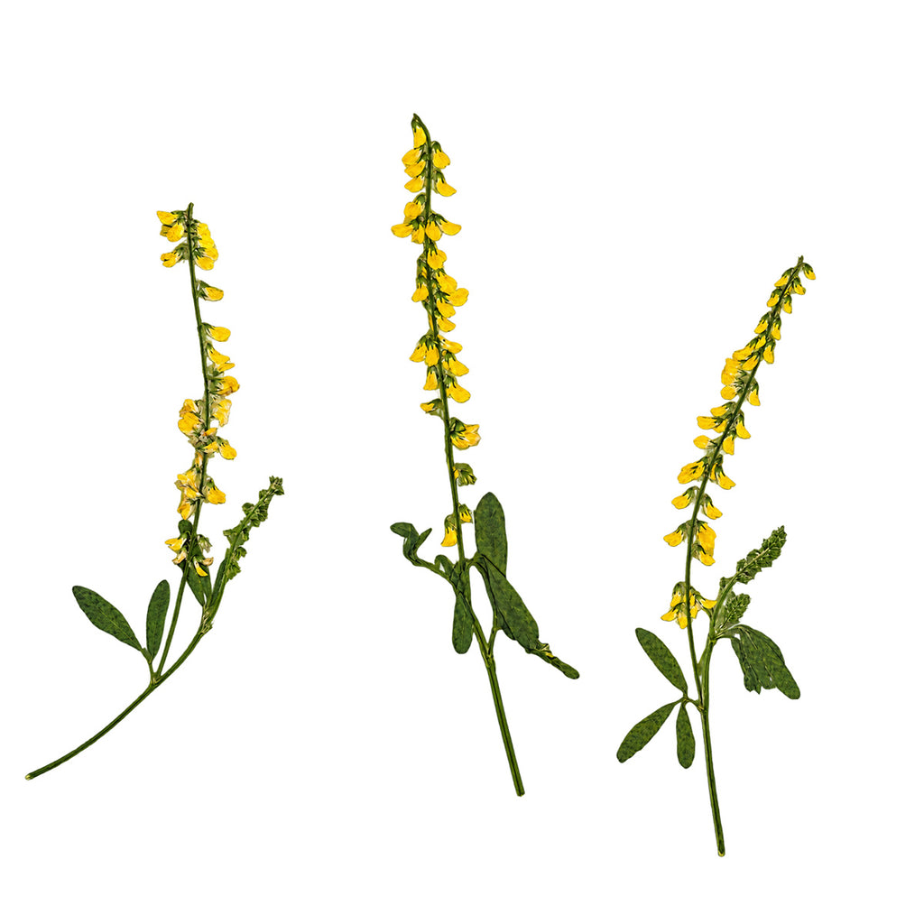 Pressed Flower Sweet Clover arranged on a white background