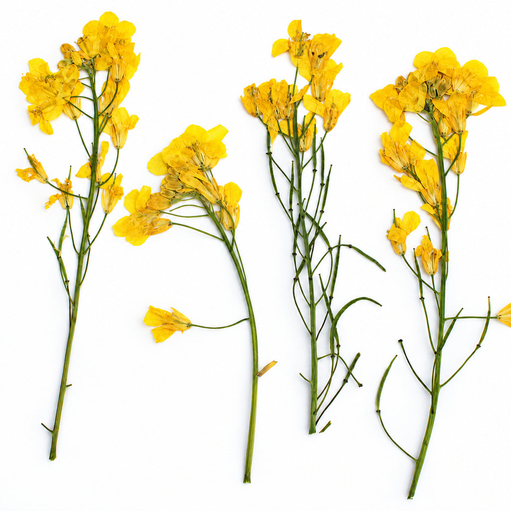 Pressed Flower Rapeseed Flower arranged on a white background