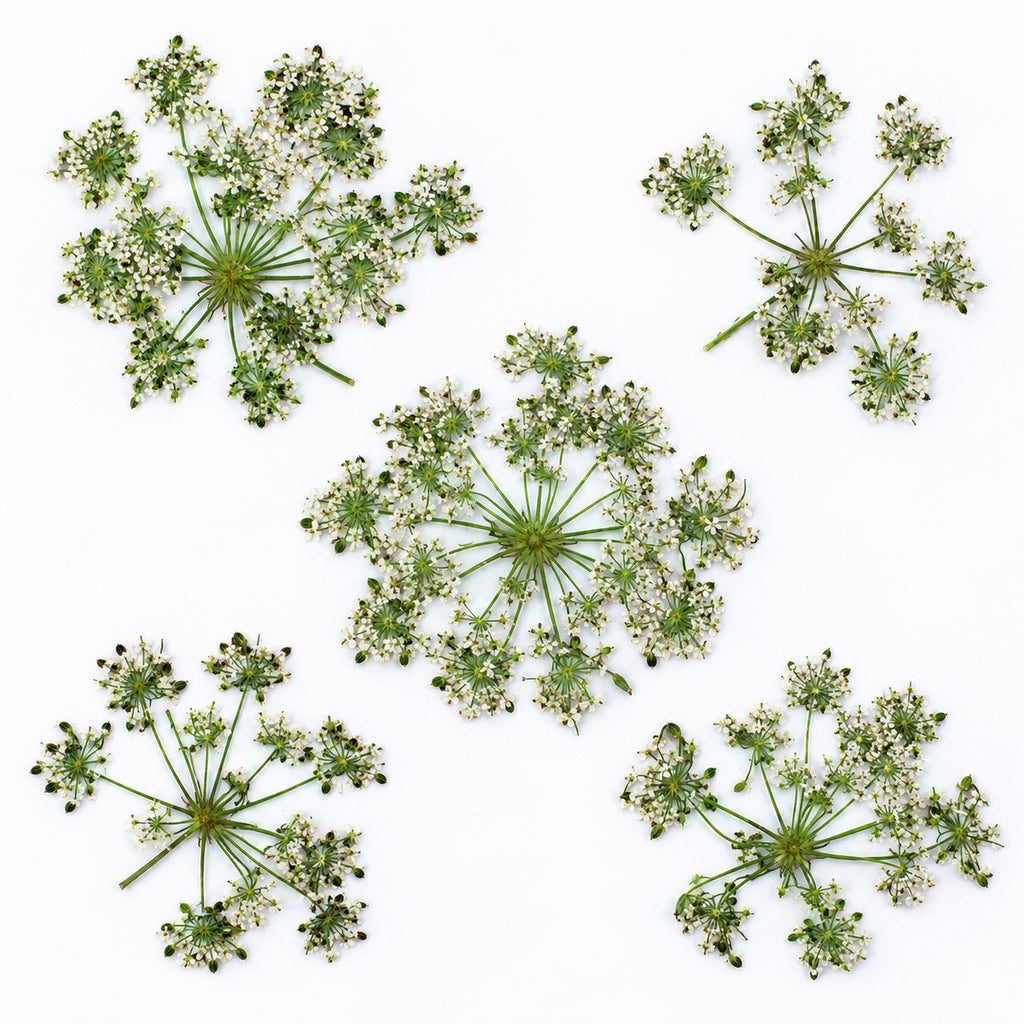 Pressed Flower Cnidium arranged on a white background