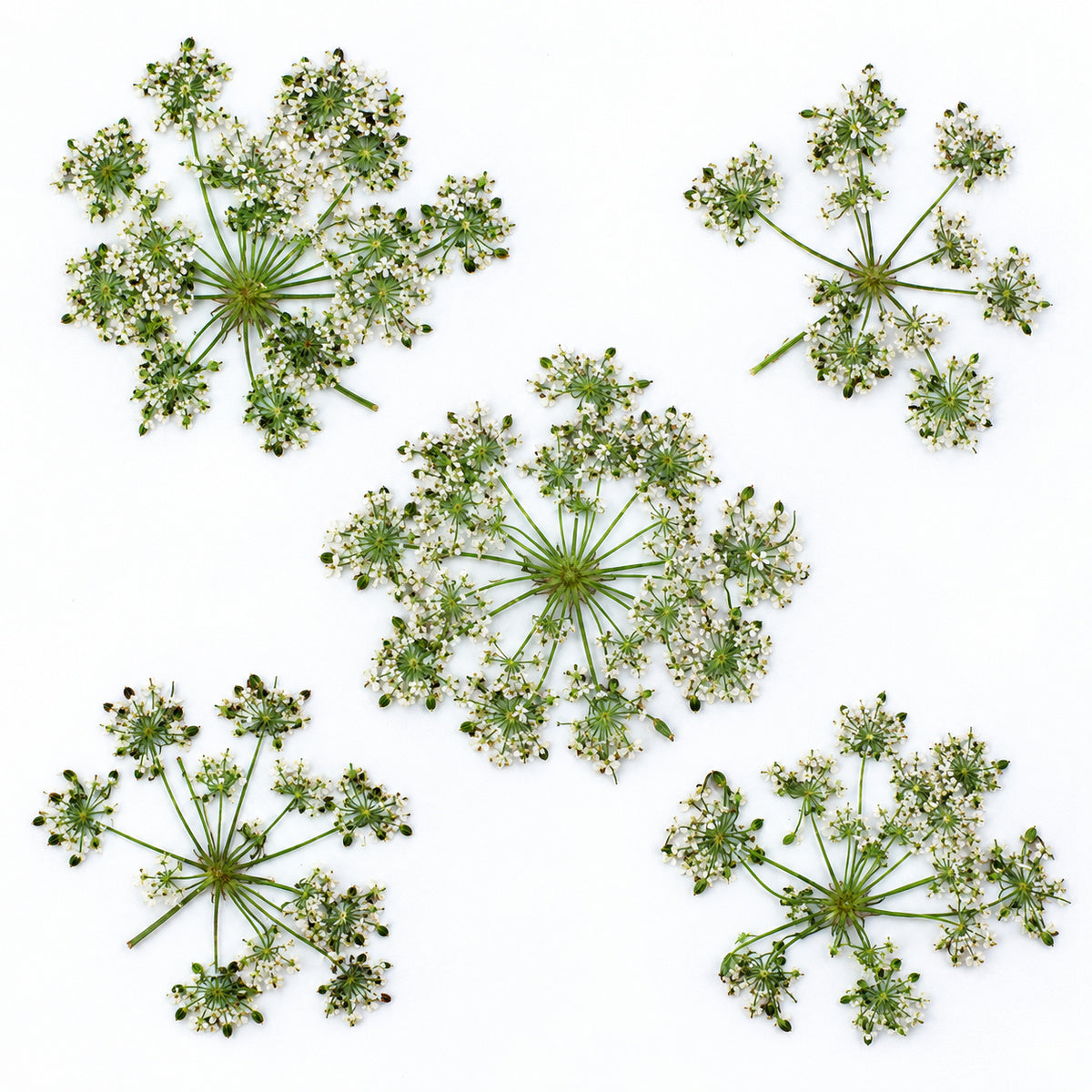 Pressed Flower Cnidium arranged on a white background