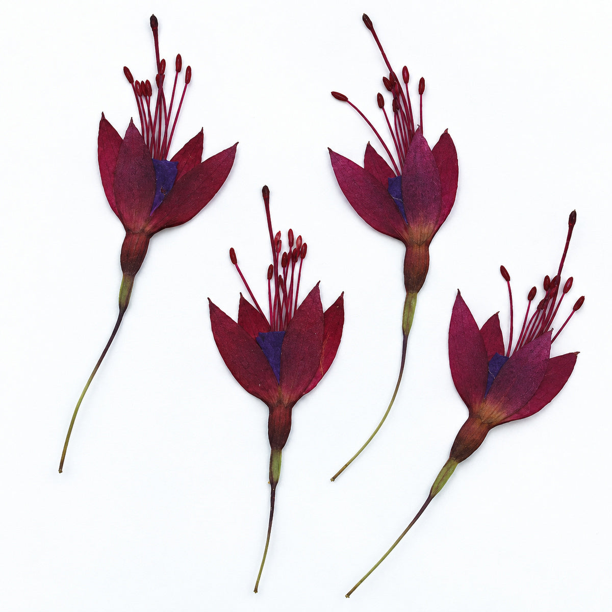 Pressed Flower Fuchsia arranged on a white background