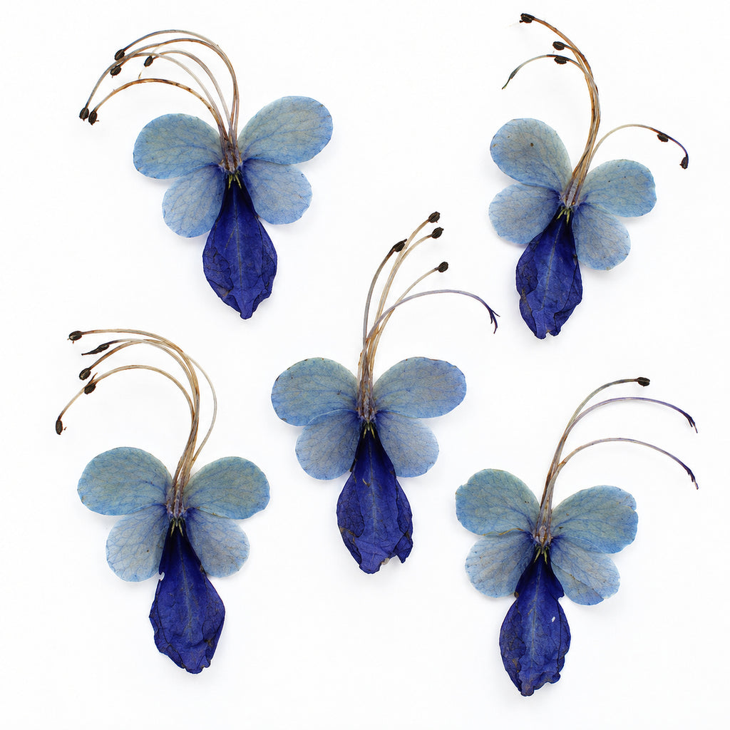 Pressed Flower Blue Butterfly Flower arranged on a white background