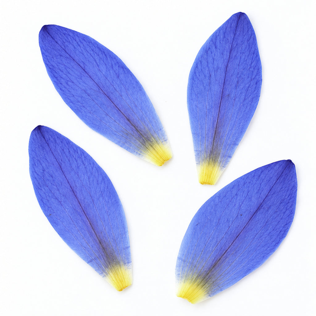 Pressed Water Lily Petals arranged on a white background