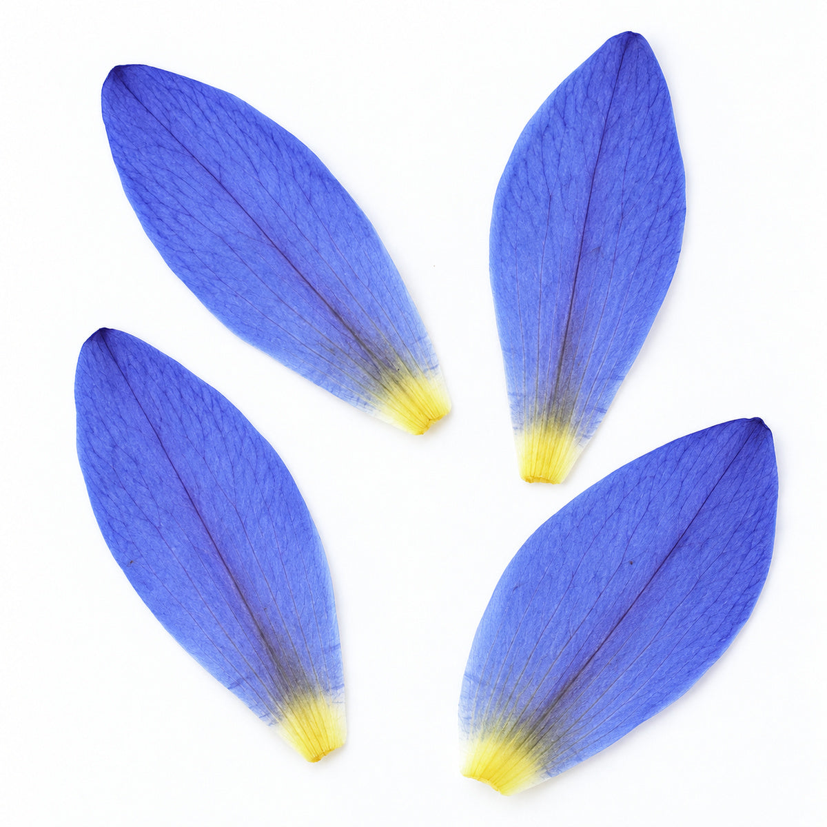 Pressed Water Lily Petals arranged on a white background
