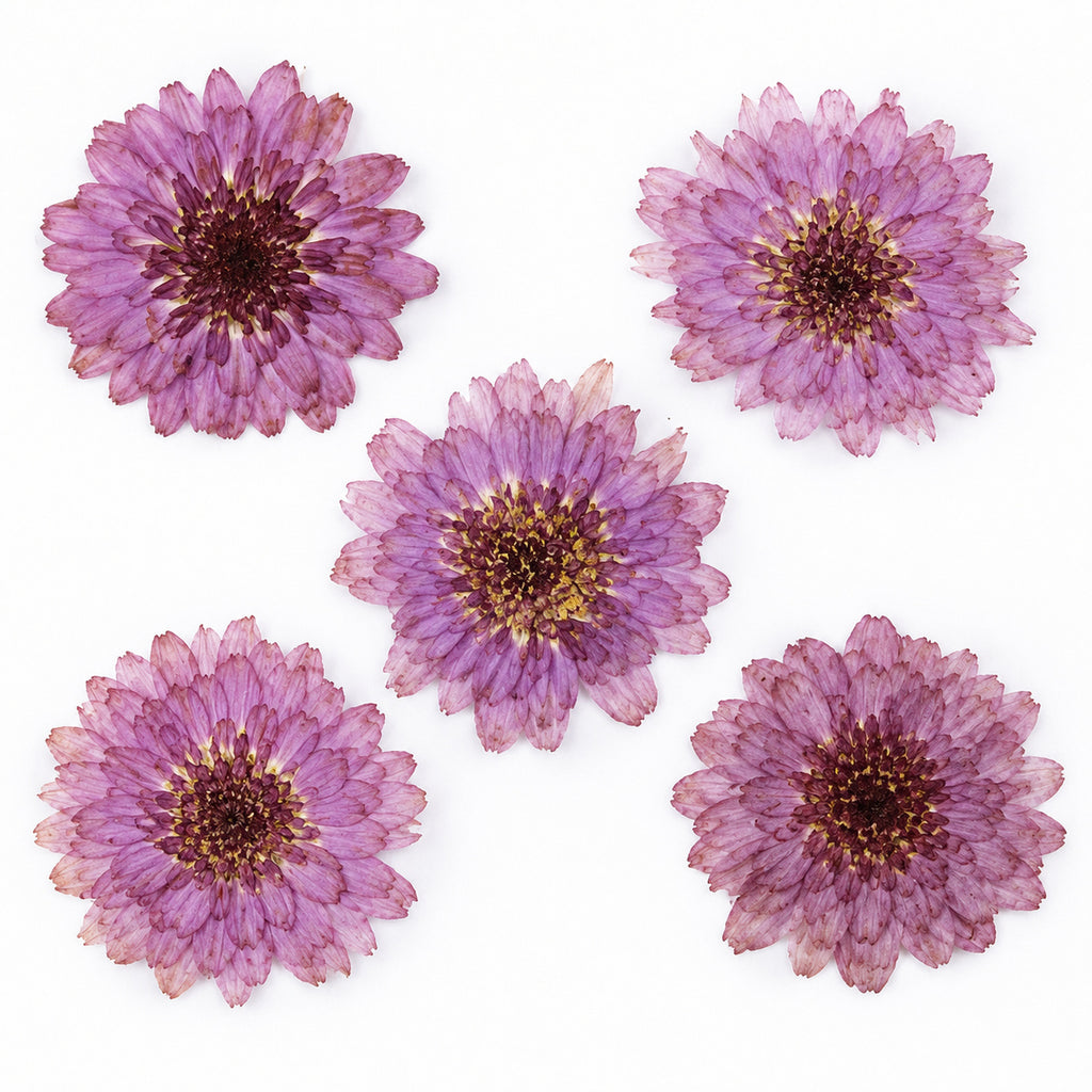 Pressed Flower Aster arranged on a white background