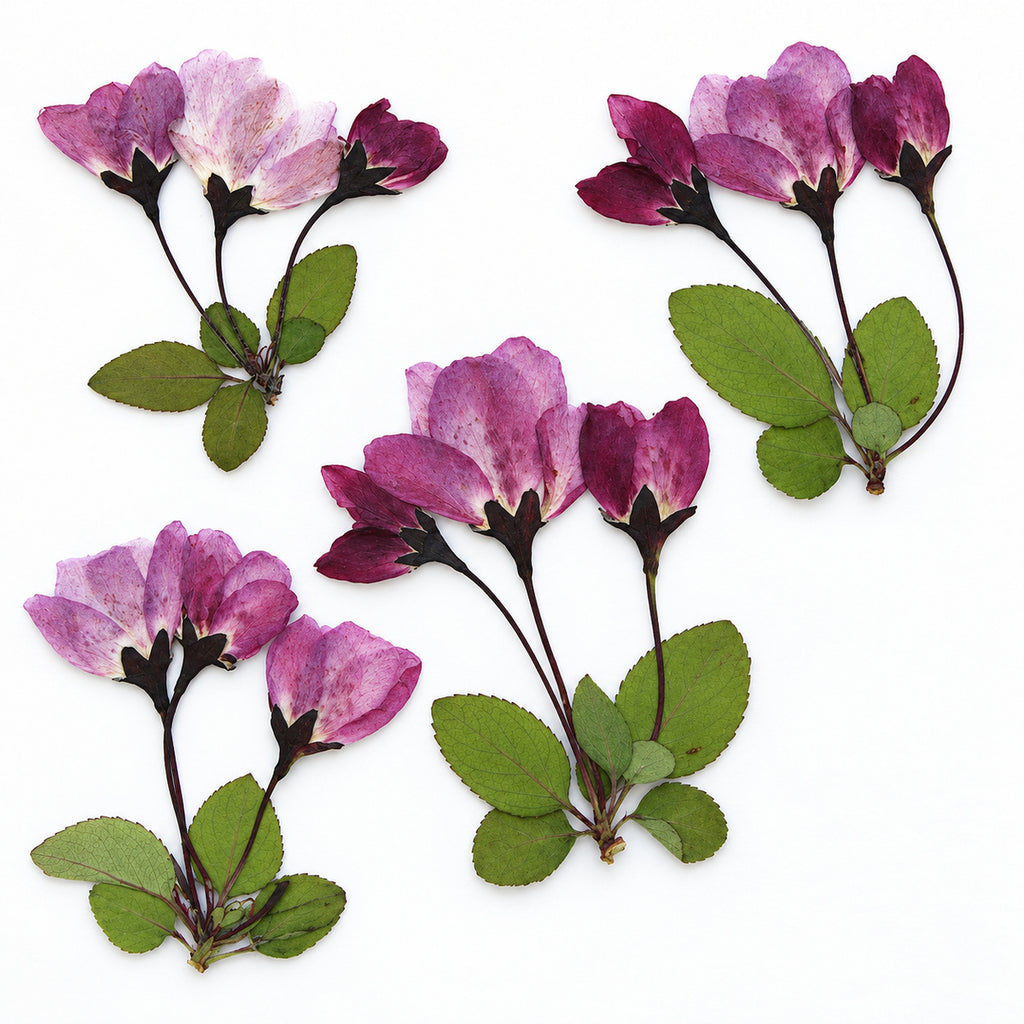 Pressed Flower Crabapple Blossom arranged on a white background