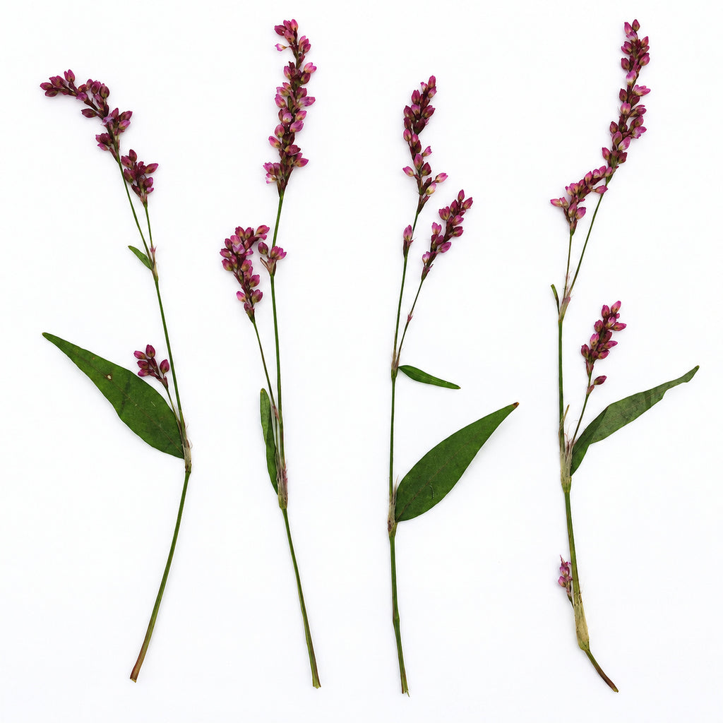 Pressed Flower Smartweed arranged on a white background