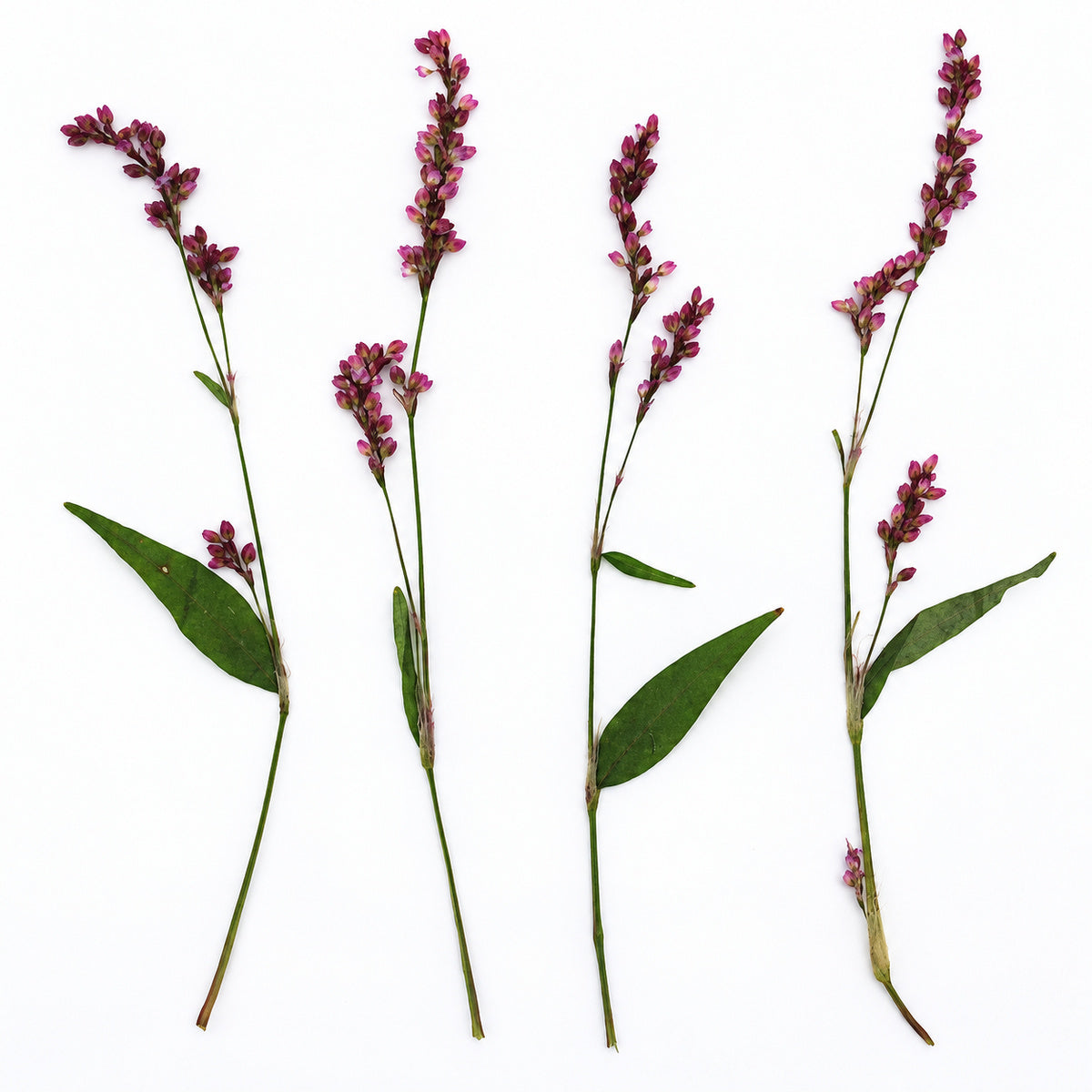 Pressed Flower Smartweed arranged on a white background