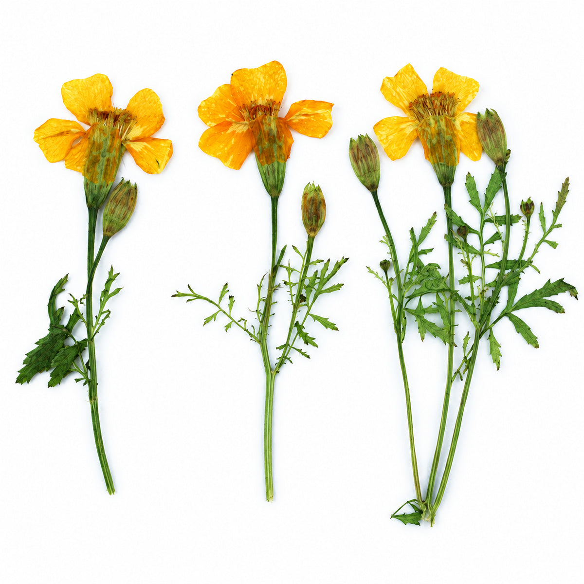 Pressed Flower Marigold arranged on a white background
