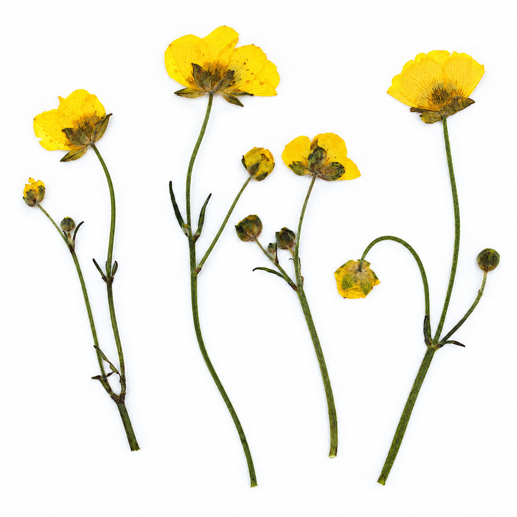 Pressed Flower Buttercup arranged on a white background