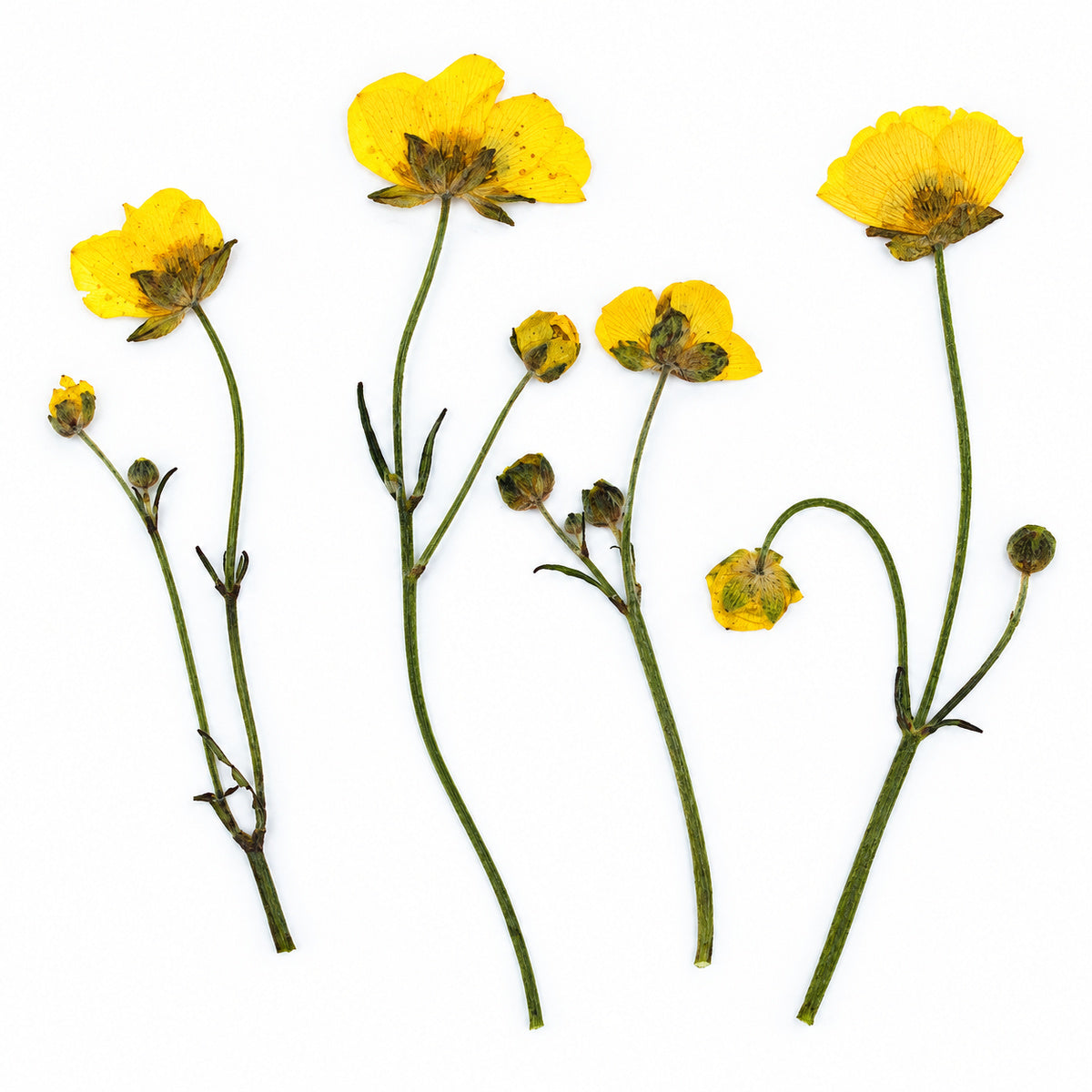 Pressed Flower Buttercup arranged on a white background