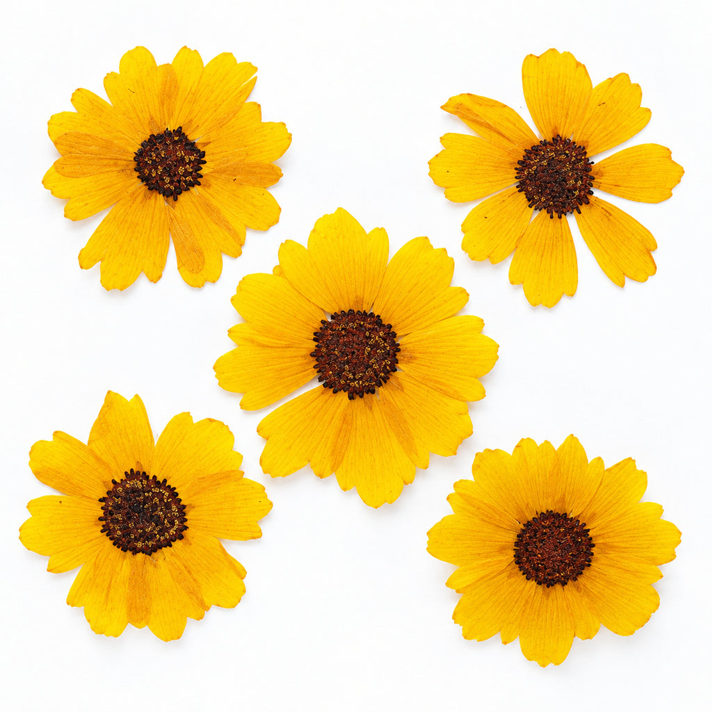 Pressed Flower Coreopsis arranged on a white background