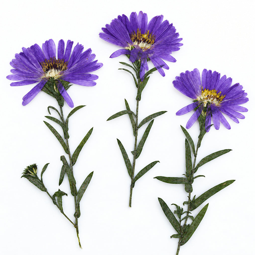 Pressed Flower Aster arranged on a white background