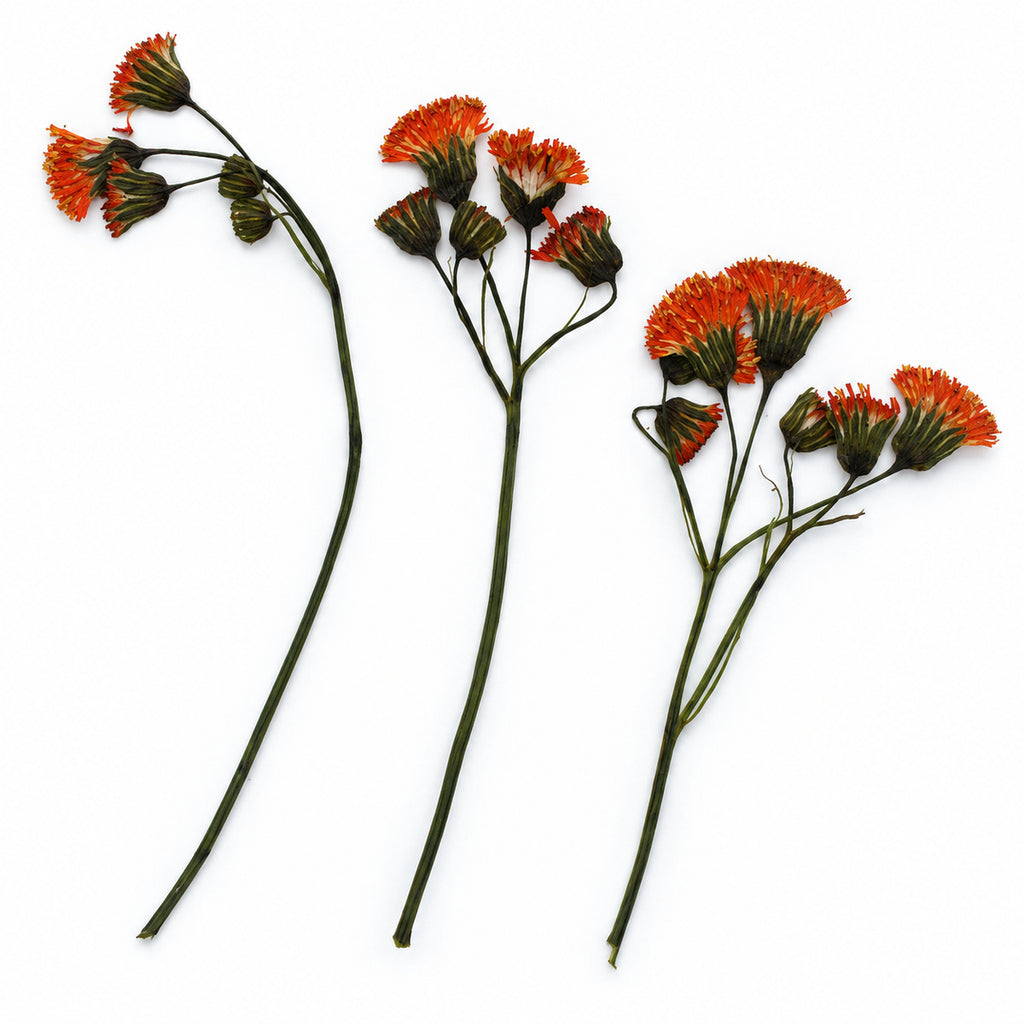 Pressed Flower Tassel Flower arranged on a white background
