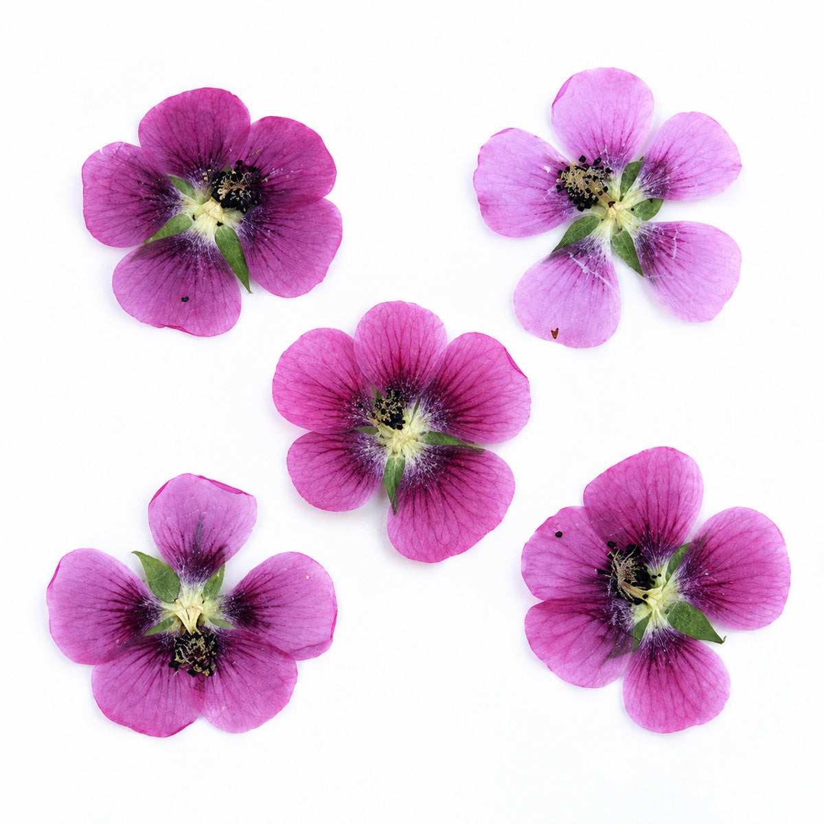 Pressed Flower Cape Mallow arranged on a white background
