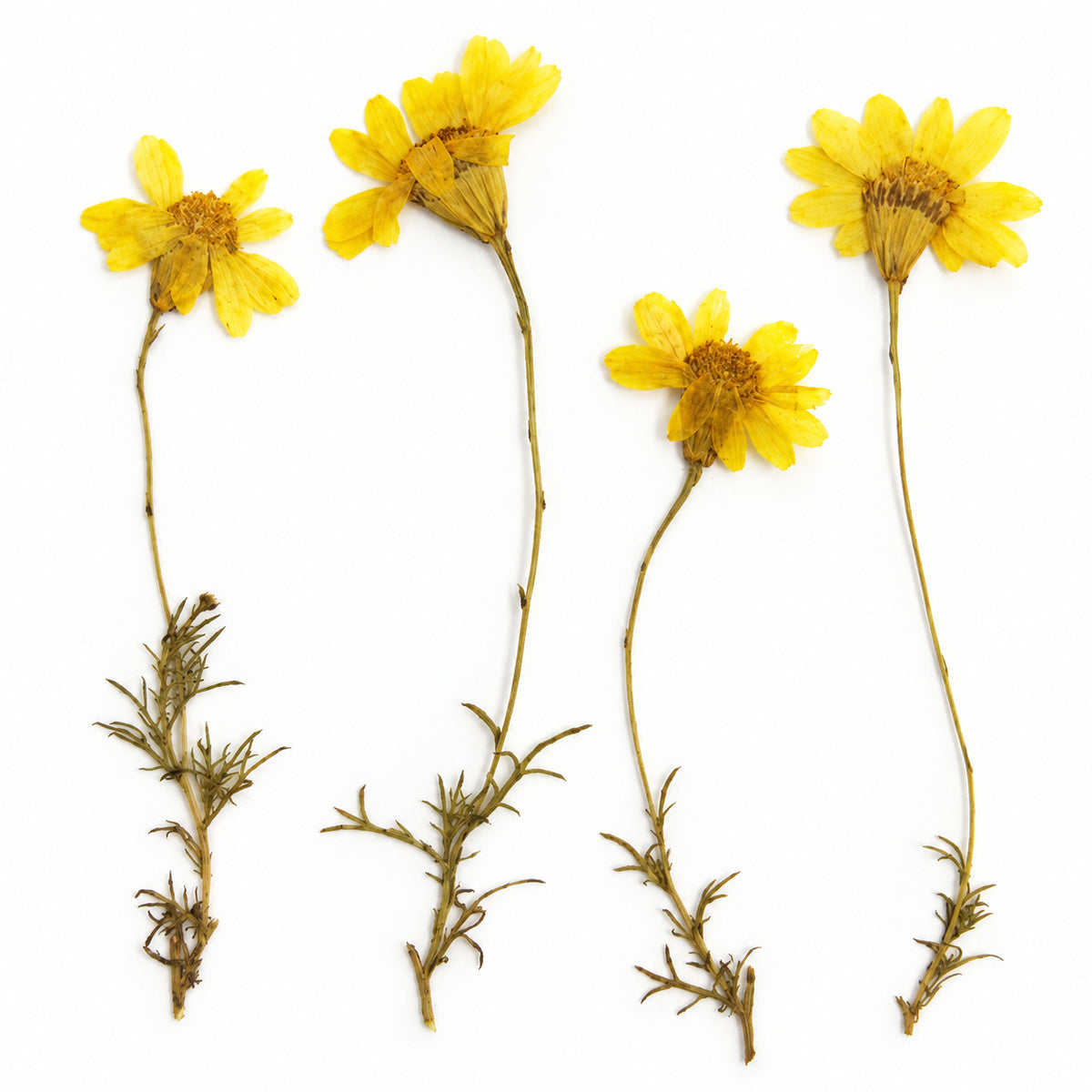 Pressed Flower Daisy arranged on a white background