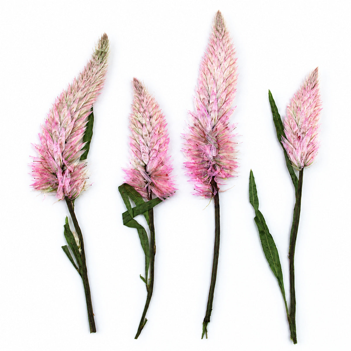 Pressed Flower Celosia arranged on a white background