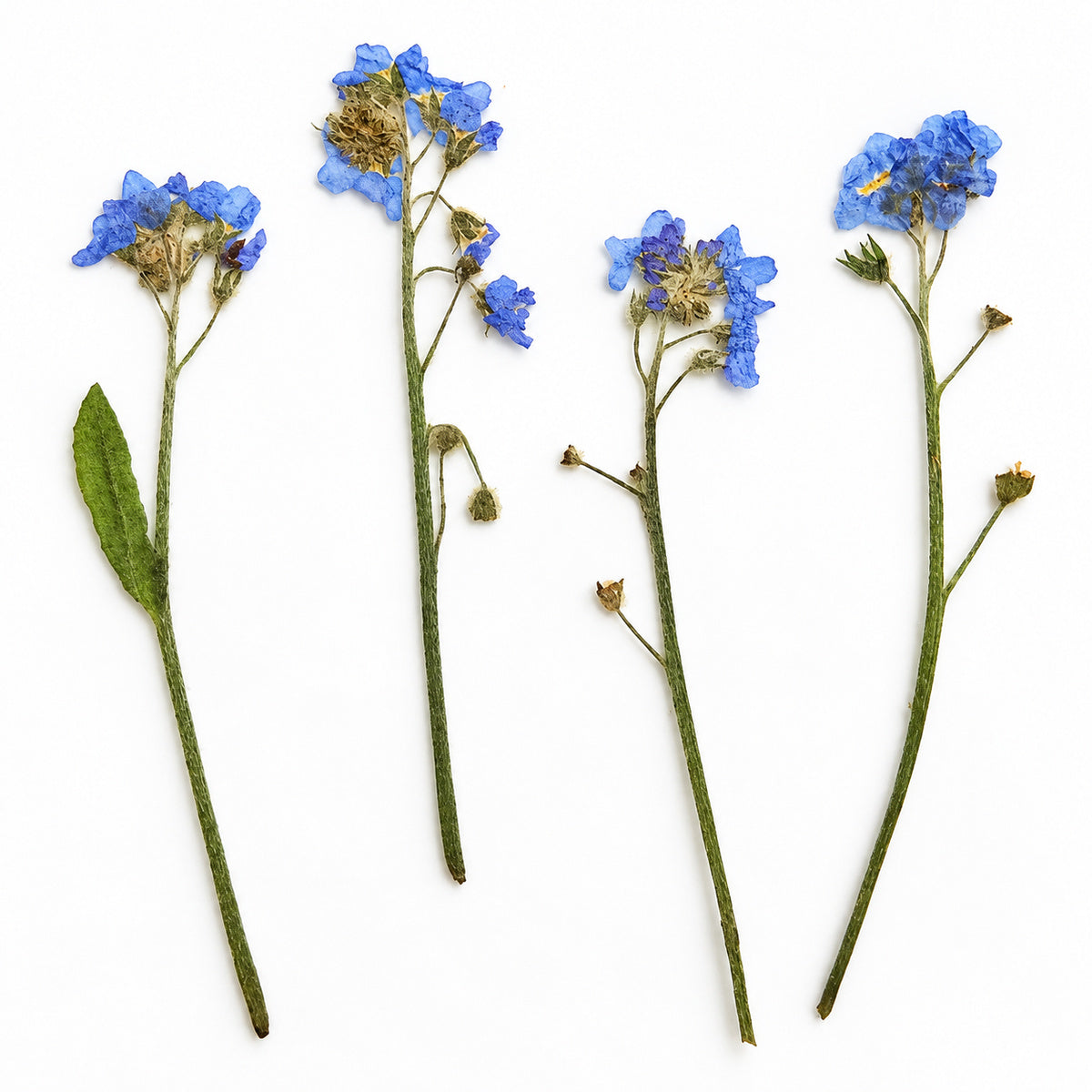 Pressed Flower Forget-me-not arranged on a white background