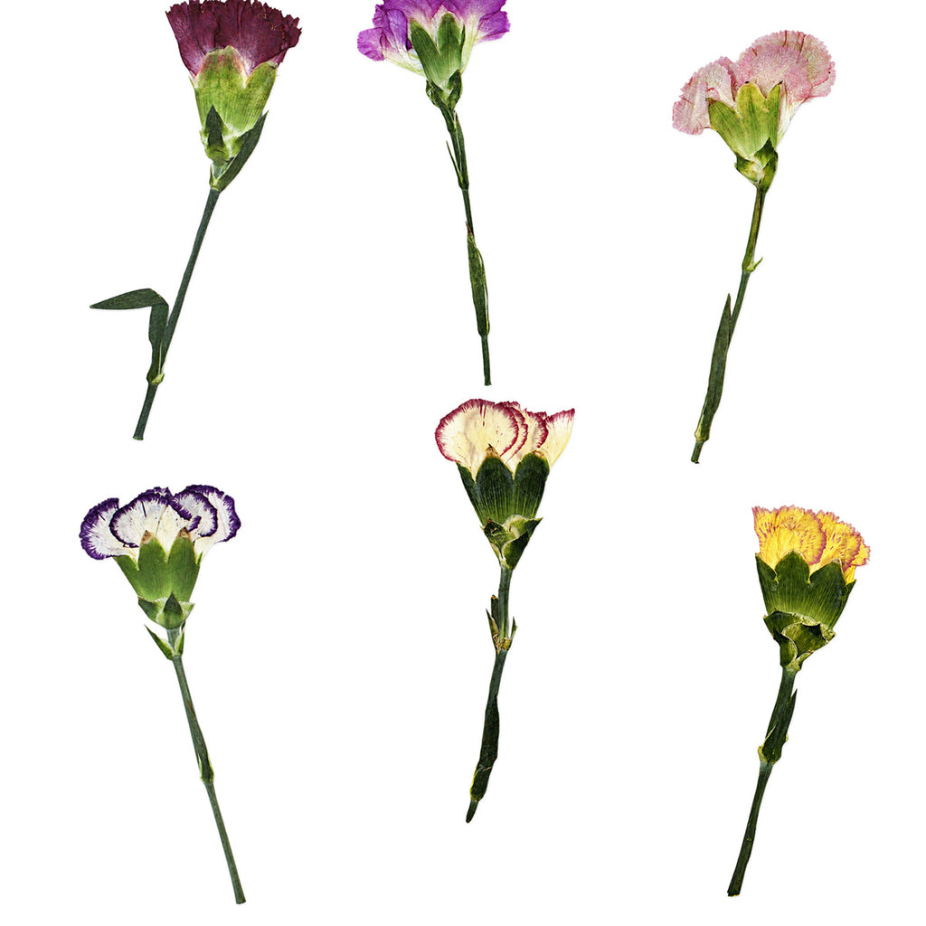 Pressed Flower Carnation arranged on a white background