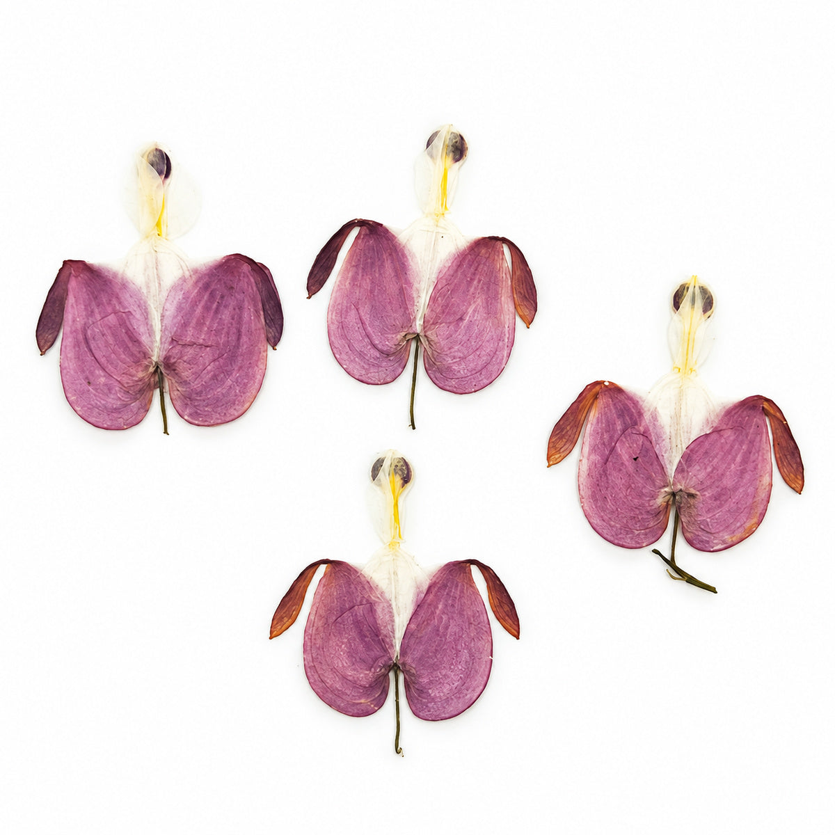Pressed Flower Bleeding Heart arranged on a white background