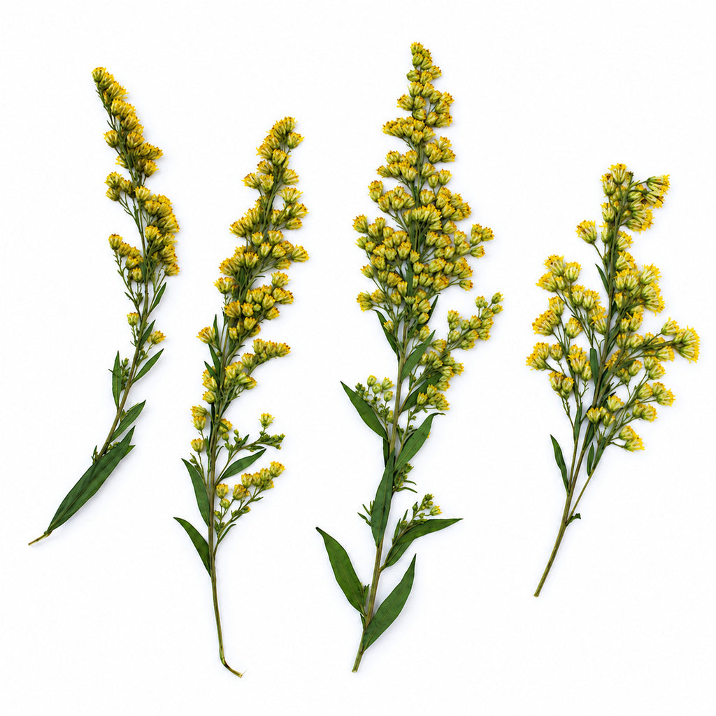 Pressed Flower Goldenrod arranged on a white background
