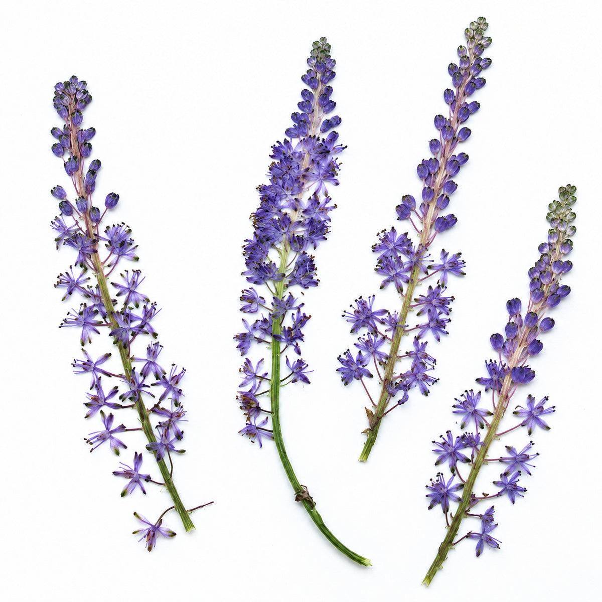 Pressed Flower Squill arranged on a white background