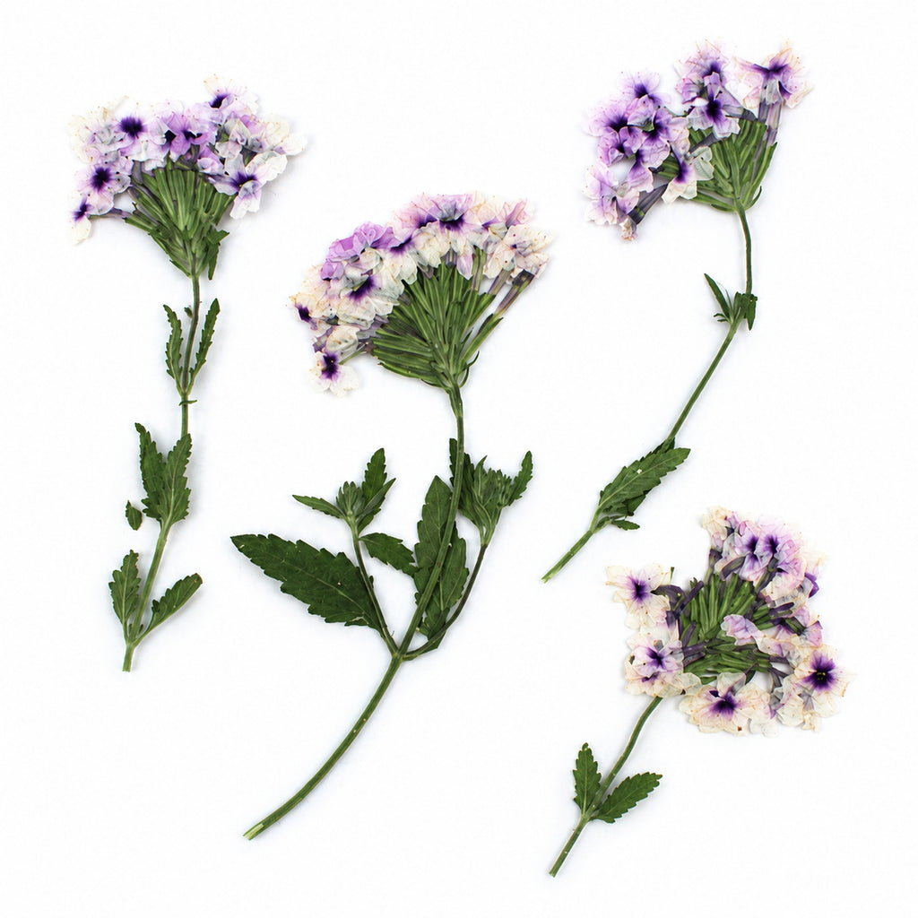 Pressed Flower Verbena arranged on a white background