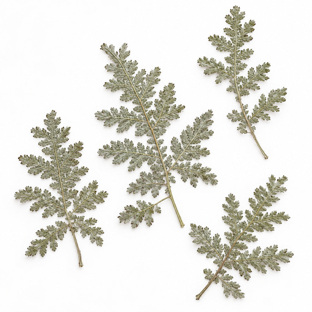 Pressed Mugwort arranged on a white background