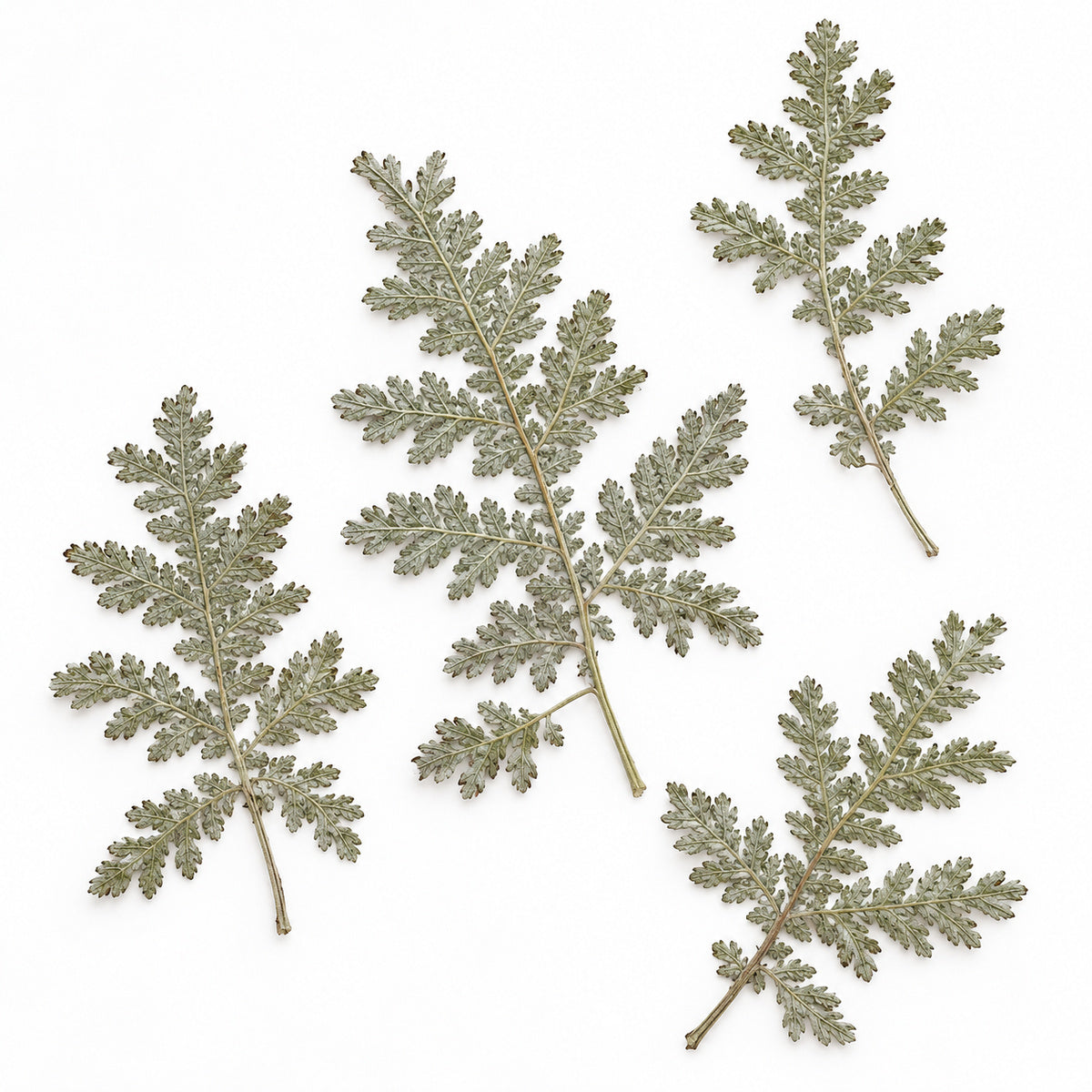 Pressed Mugwort arranged on a white background