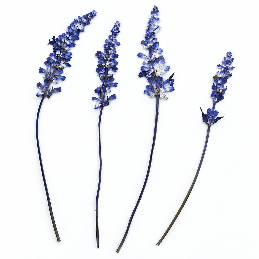 Pressed Flower Salvia arranged on a white background