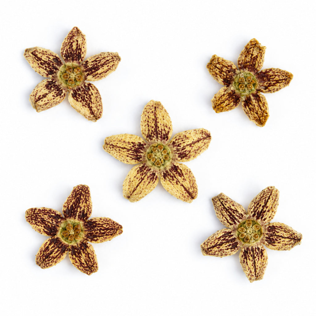 Pressed Flower Starfish Flower arranged on a white background