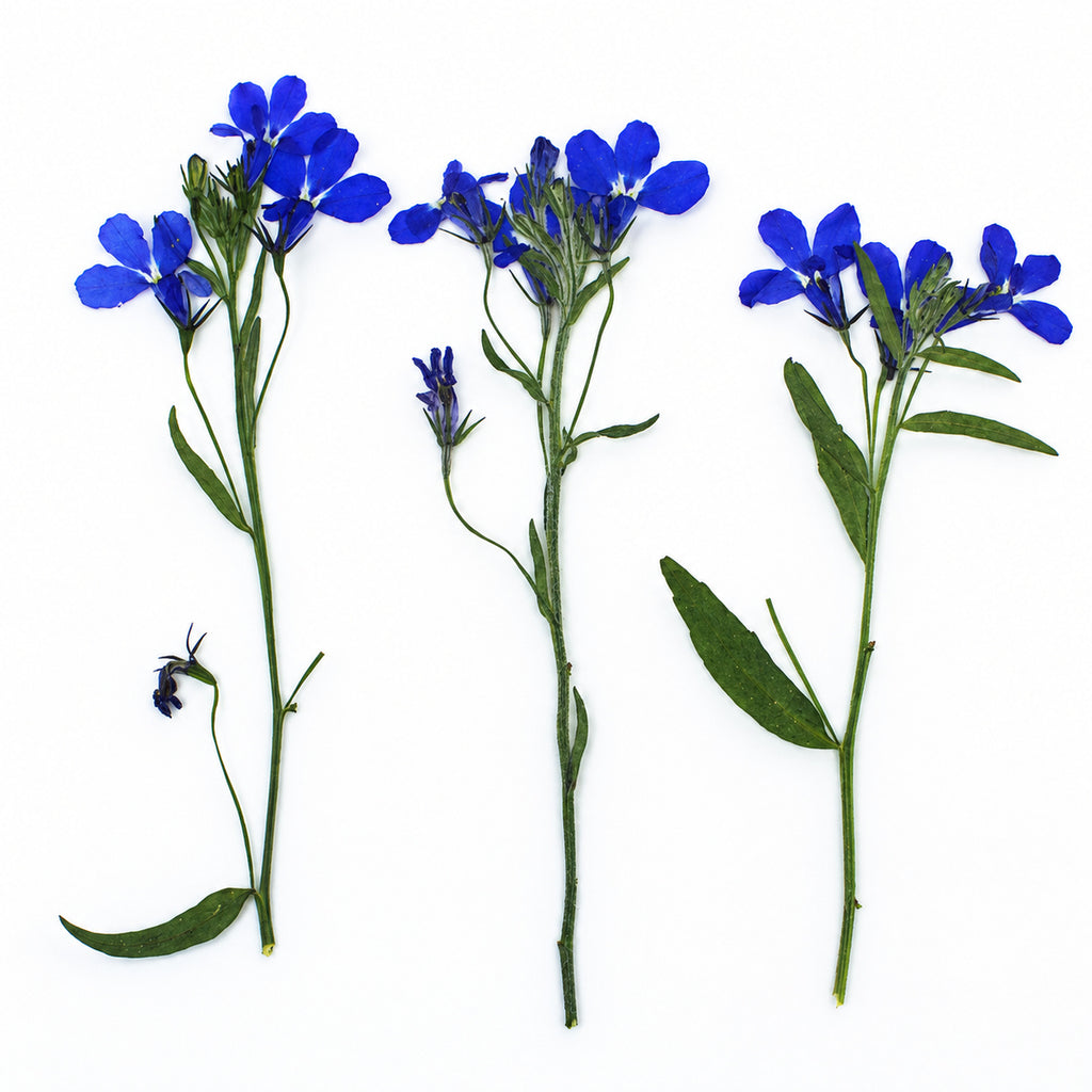 Pressed Flower Lobelia arranged on a white background