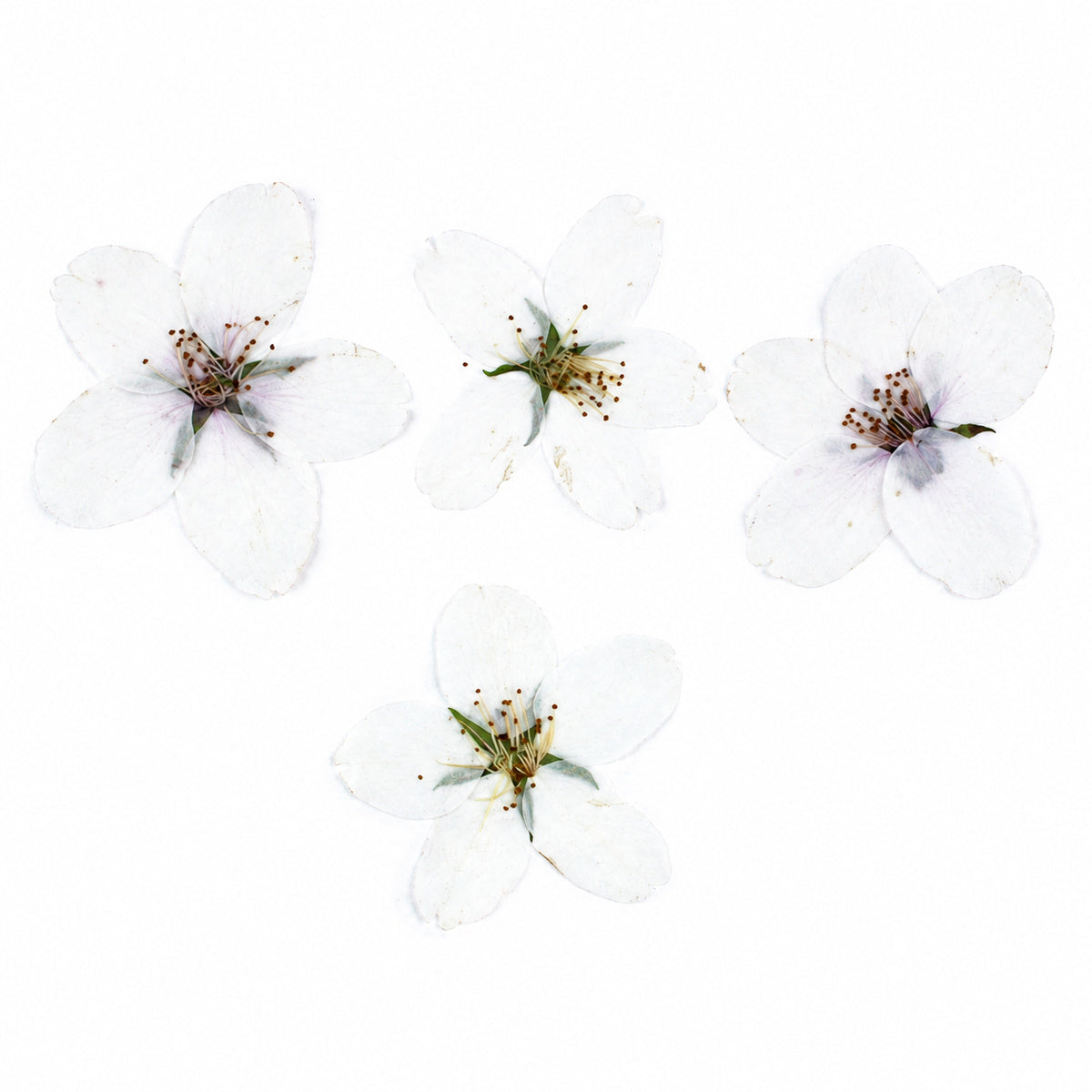 Pressed Flower Cherry Blossom arranged on a white background