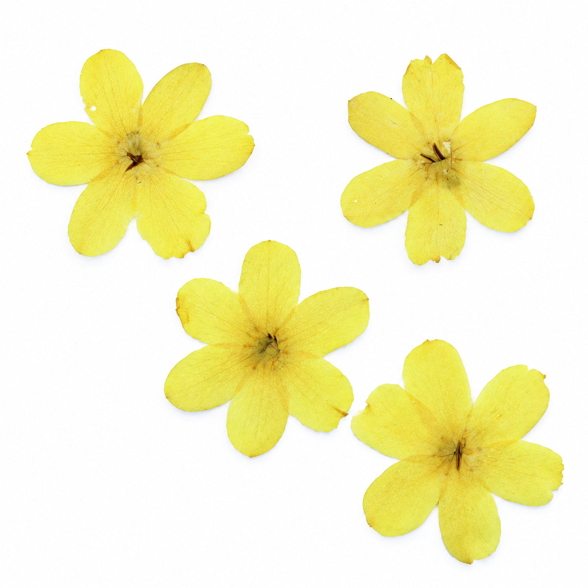 Pressed Flower Winter Jasmine arranged on a white background