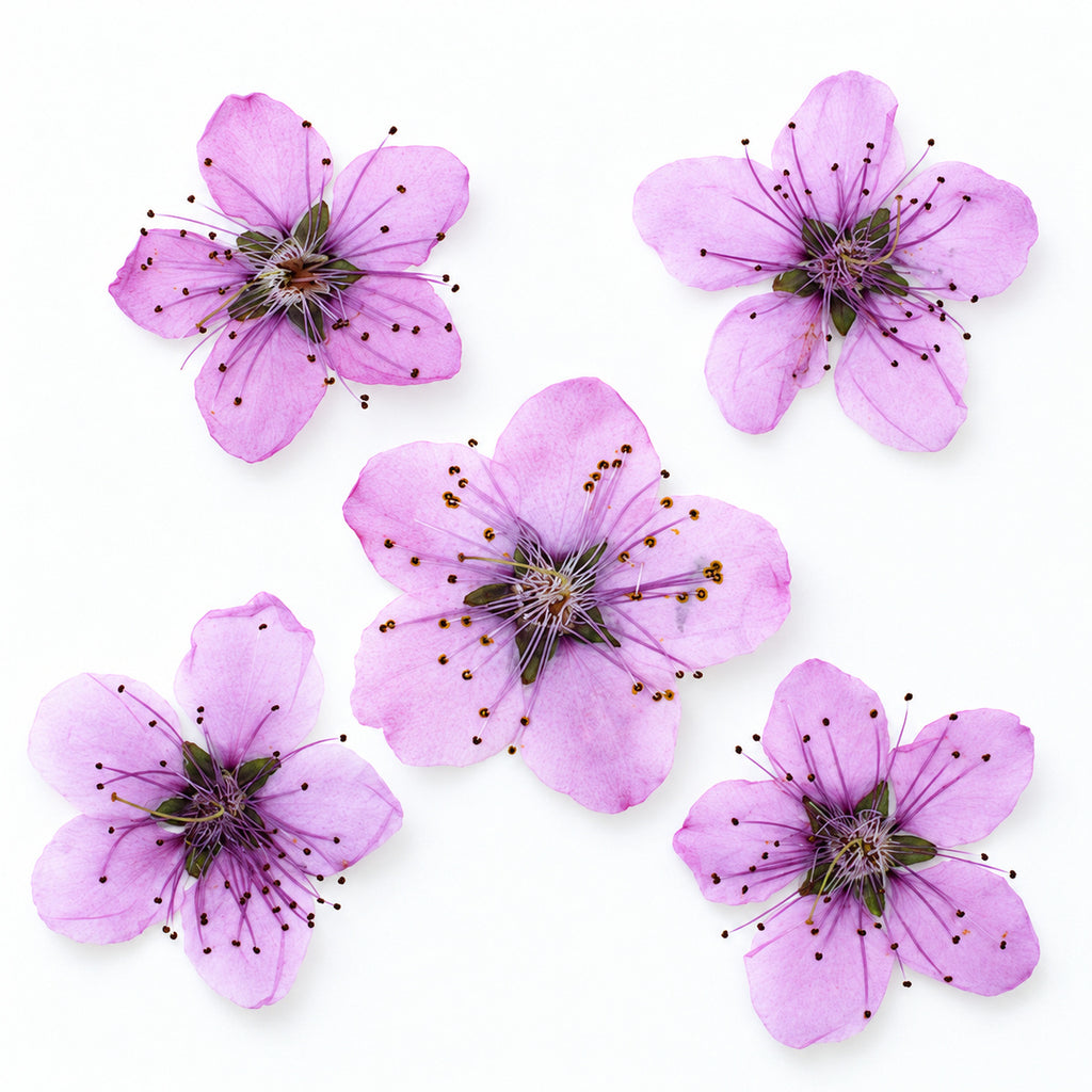 Pressed Flower Peach Blossom arranged on a white background