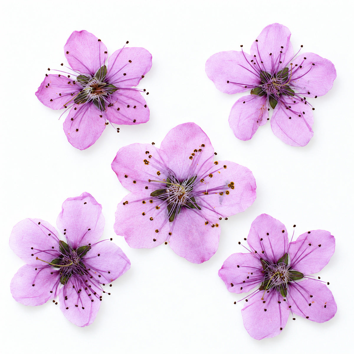 Pressed Flower Peach Blossom arranged on a white background