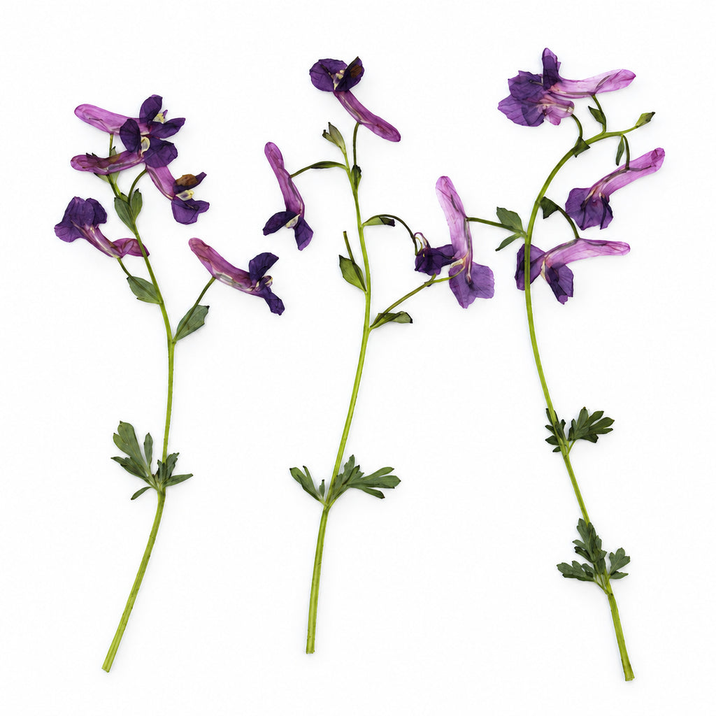 Pressed Flower Corydalis arranged on a white background