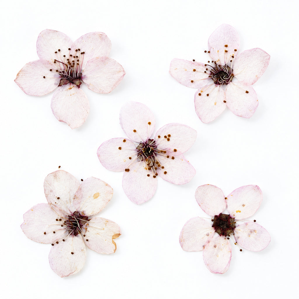 Pressed Flower Plum Blossom arranged on a white background