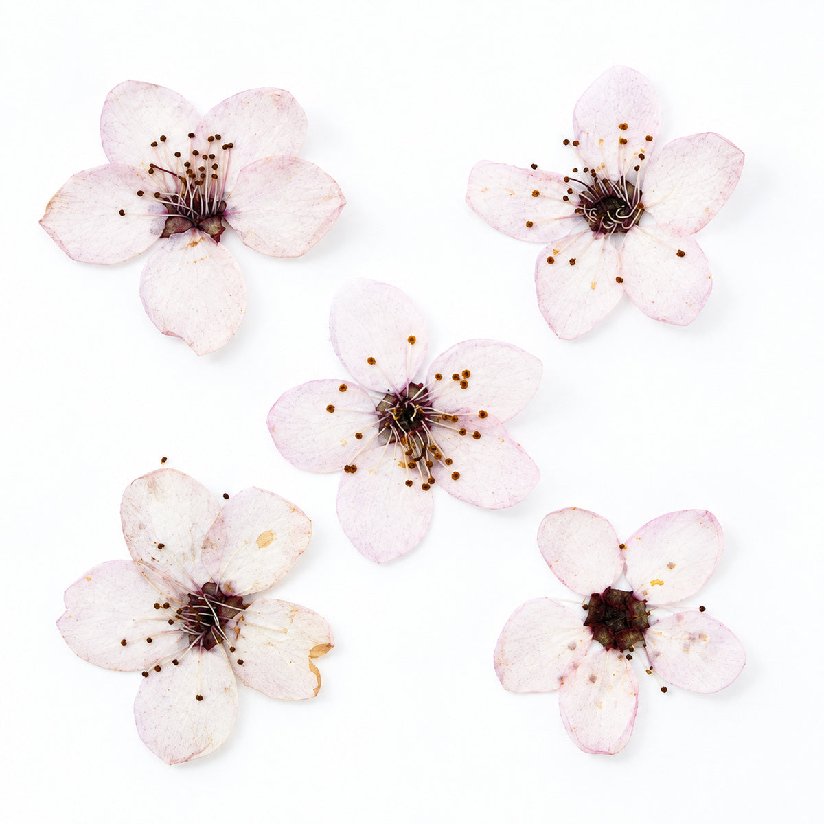 Pressed Flower Plum Blossom arranged on a white background