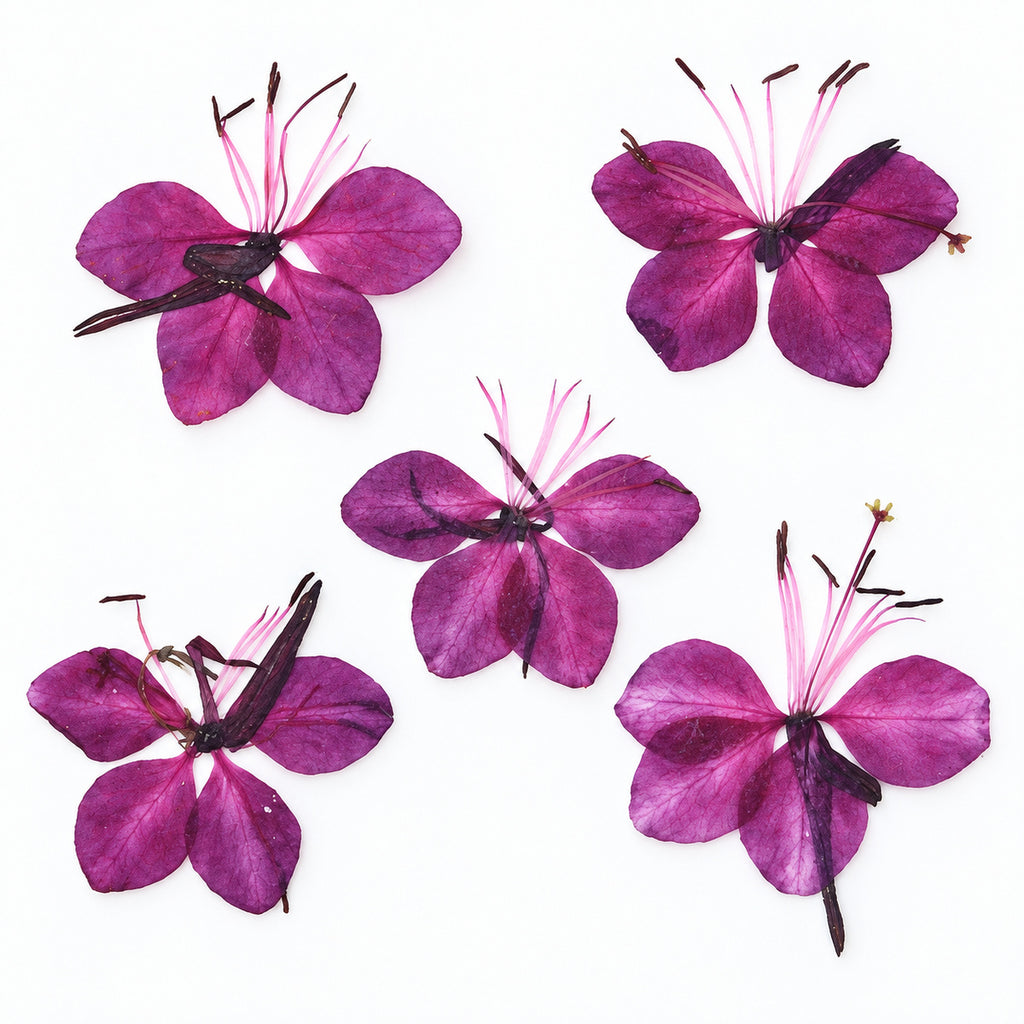 Pressed Flower Gaura arranged on a white background