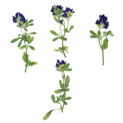 Pressed Flower Alfalfa arranged on a white background