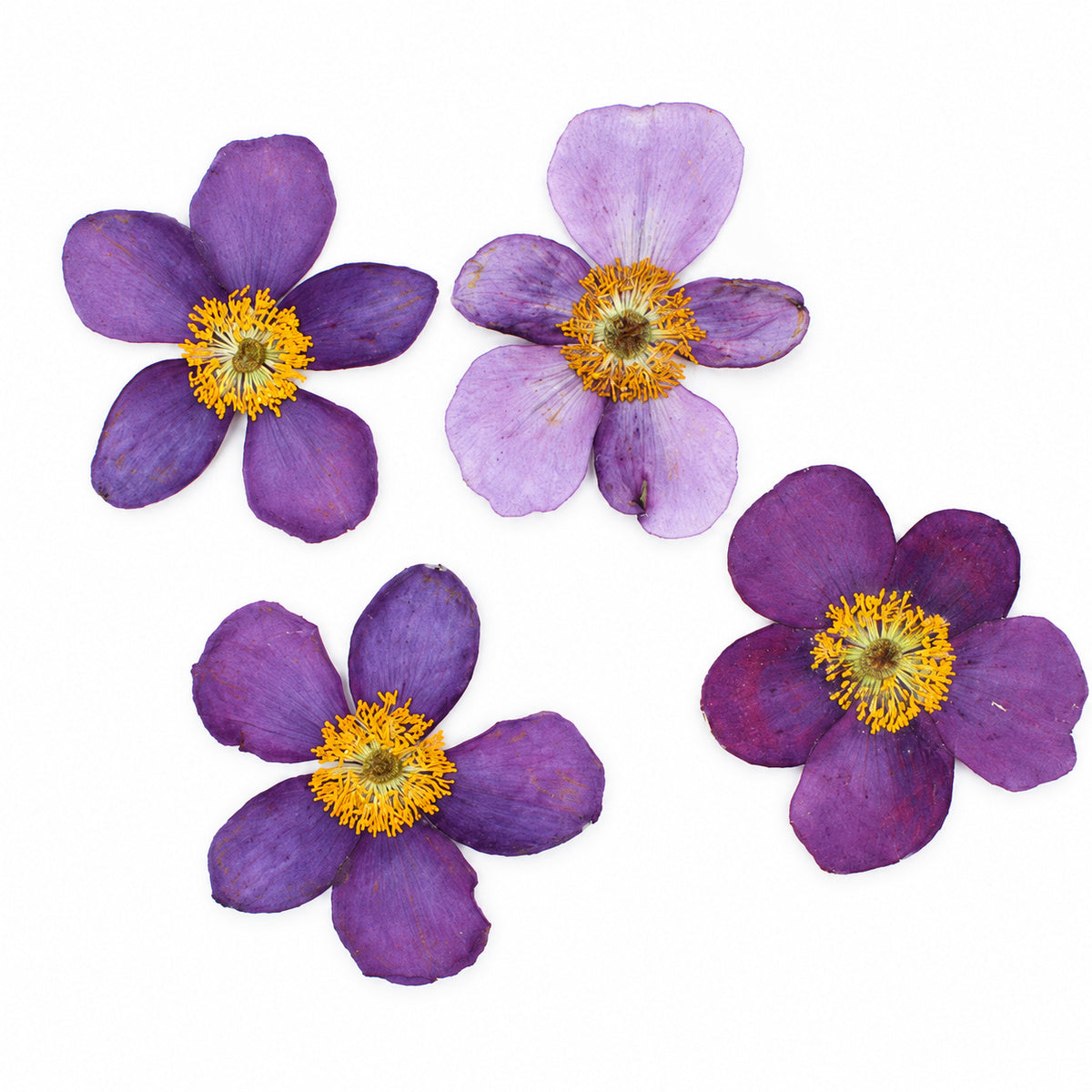 Pressed Flower Anemone arranged on a white background