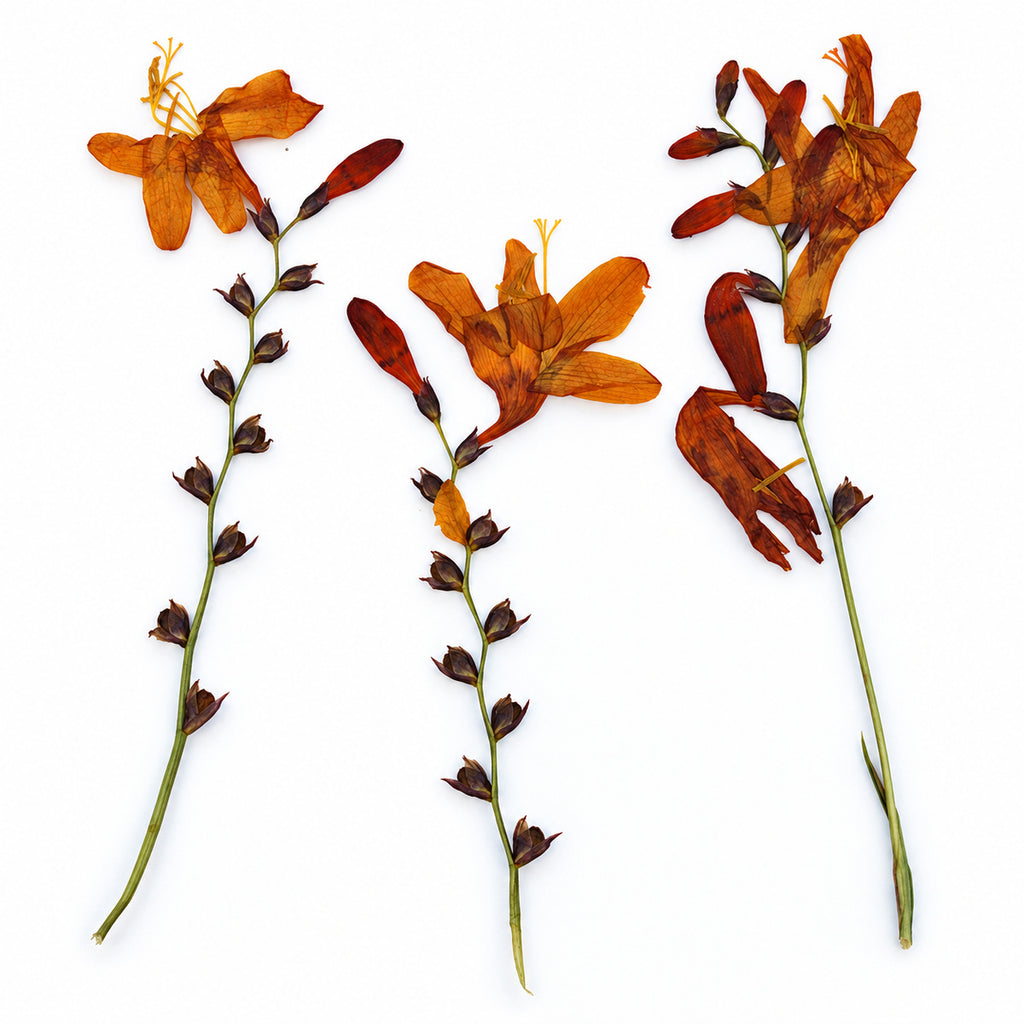 Pressed Flower Crocosmia arranged on a white background