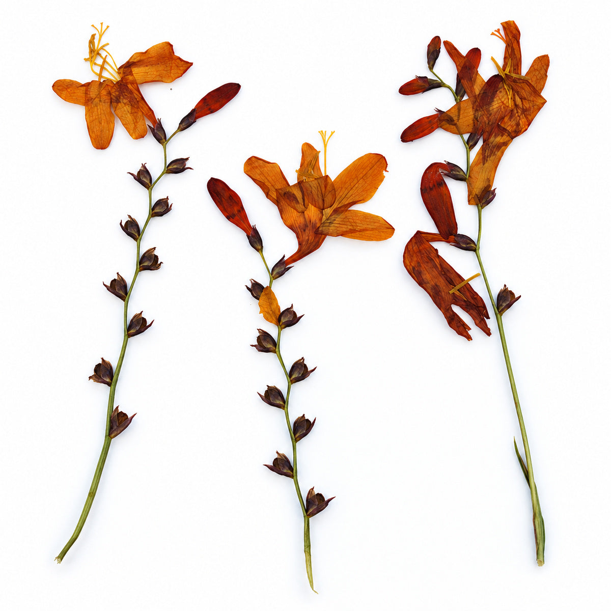 Pressed Flower Crocosmia arranged on a white background