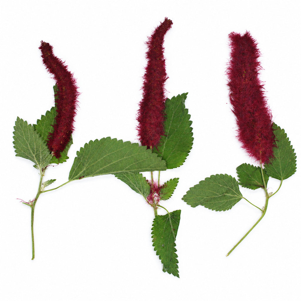 Pressed Flower Chenille Plant arranged on a white background