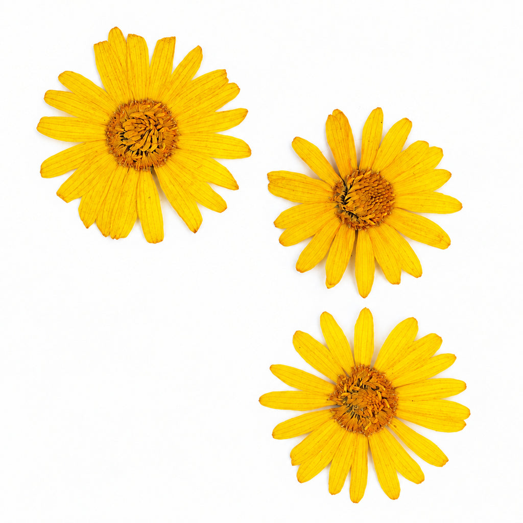 Pressed Flower Daisy arranged on a white background